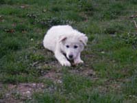 cucciolo di mastino abruzzese taglia grande